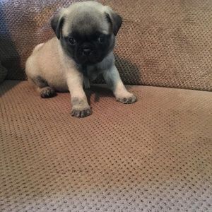 Meet your Posher, Melody